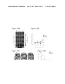 ADENOVIRUS VACCINE VECTOR AND METHODS OF USE diagram and image