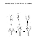 LIPOSOME COMPOSITION FOR TARGETING EGFR RECEPTOR diagram and image