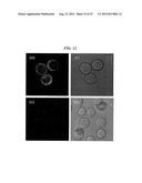 LIPOSOME COMPOSITION FOR TARGETING EGFR RECEPTOR diagram and image