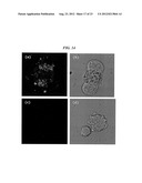 LIPOSOME COMPOSITION FOR TARGETING EGFR RECEPTOR diagram and image