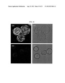 LIPOSOME COMPOSITION FOR TARGETING EGFR RECEPTOR diagram and image