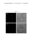 LIPOSOME COMPOSITION FOR TARGETING EGFR RECEPTOR diagram and image