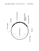 Treatment of Infection Using Single Chain Antibody Gene Therapy diagram and image