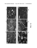 GRAPHENE HYBRID MATERIALS, APPARATUSES, SYSTEMS AND METHODS diagram and image