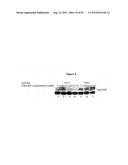 Methods and Compositions for the Diagnosis and Treatment of Thyroid Cancer diagram and image