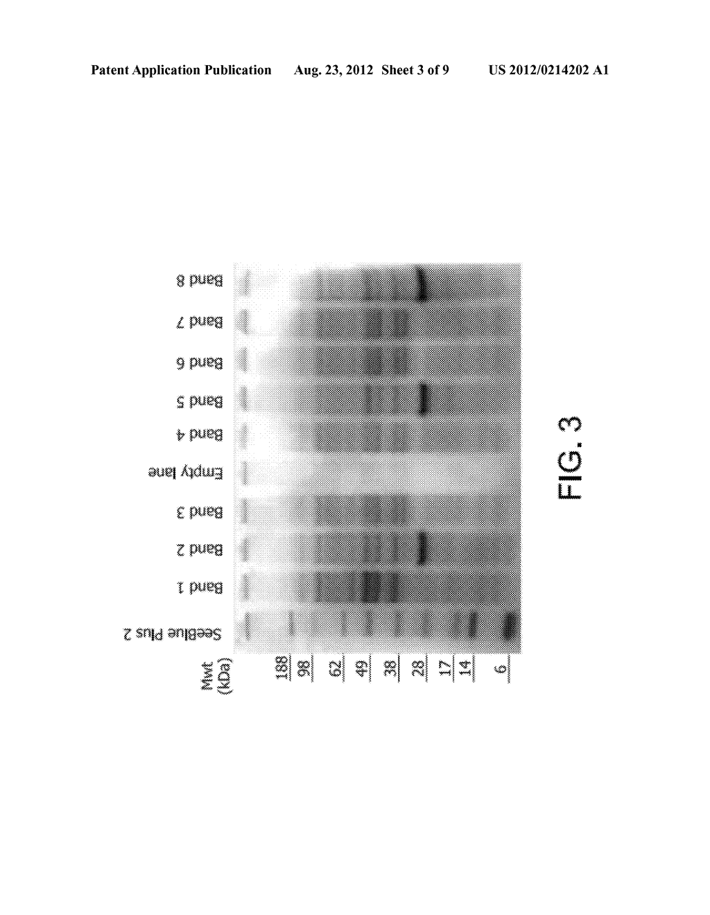 RECOMBINANT HOST CELLS HAVING AN INCREASE IN BUOYANT DENSITY - diagram, schematic, and image 04