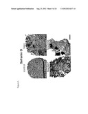 IN SITU TISSUE ENGINEERING USING MAGNETICALLY GUIDED THREE DIMENSIONAL     CELL PATTERNING diagram and image