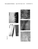 IN SITU TISSUE ENGINEERING USING MAGNETICALLY GUIDED THREE DIMENSIONAL     CELL PATTERNING diagram and image