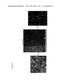 IN SITU TISSUE ENGINEERING USING MAGNETICALLY GUIDED THREE DIMENSIONAL     CELL PATTERNING diagram and image