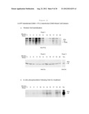 METHODS AND COMPOSITIONS FOR TREATING NEURODEGENERATIVE DISORDERS AND     ALZHEIMER S DISEASE AND IMPROVING NORMAL MEMORY diagram and image