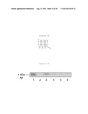 METHODS AND COMPOSITIONS FOR TREATING NEURODEGENERATIVE DISORDERS AND     ALZHEIMER S DISEASE AND IMPROVING NORMAL MEMORY diagram and image