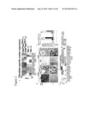 GENERATING INDUCED PLURIPOTENT STEM CELLS AND PROGENITOR CELLS FROM     FIBROBLASTS diagram and image