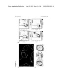 GENERATING INDUCED PLURIPOTENT STEM CELLS AND PROGENITOR CELLS FROM     FIBROBLASTS diagram and image