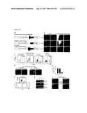 GENERATING INDUCED PLURIPOTENT STEM CELLS AND PROGENITOR CELLS FROM     FIBROBLASTS diagram and image