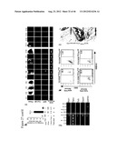 GENERATING INDUCED PLURIPOTENT STEM CELLS AND PROGENITOR CELLS FROM     FIBROBLASTS diagram and image