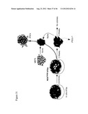 GENERATING INDUCED PLURIPOTENT STEM CELLS AND PROGENITOR CELLS FROM     FIBROBLASTS diagram and image