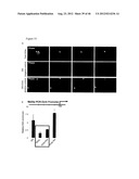 GENERATING INDUCED PLURIPOTENT STEM CELLS AND PROGENITOR CELLS FROM     FIBROBLASTS diagram and image