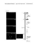 GENERATING INDUCED PLURIPOTENT STEM CELLS AND PROGENITOR CELLS FROM     FIBROBLASTS diagram and image