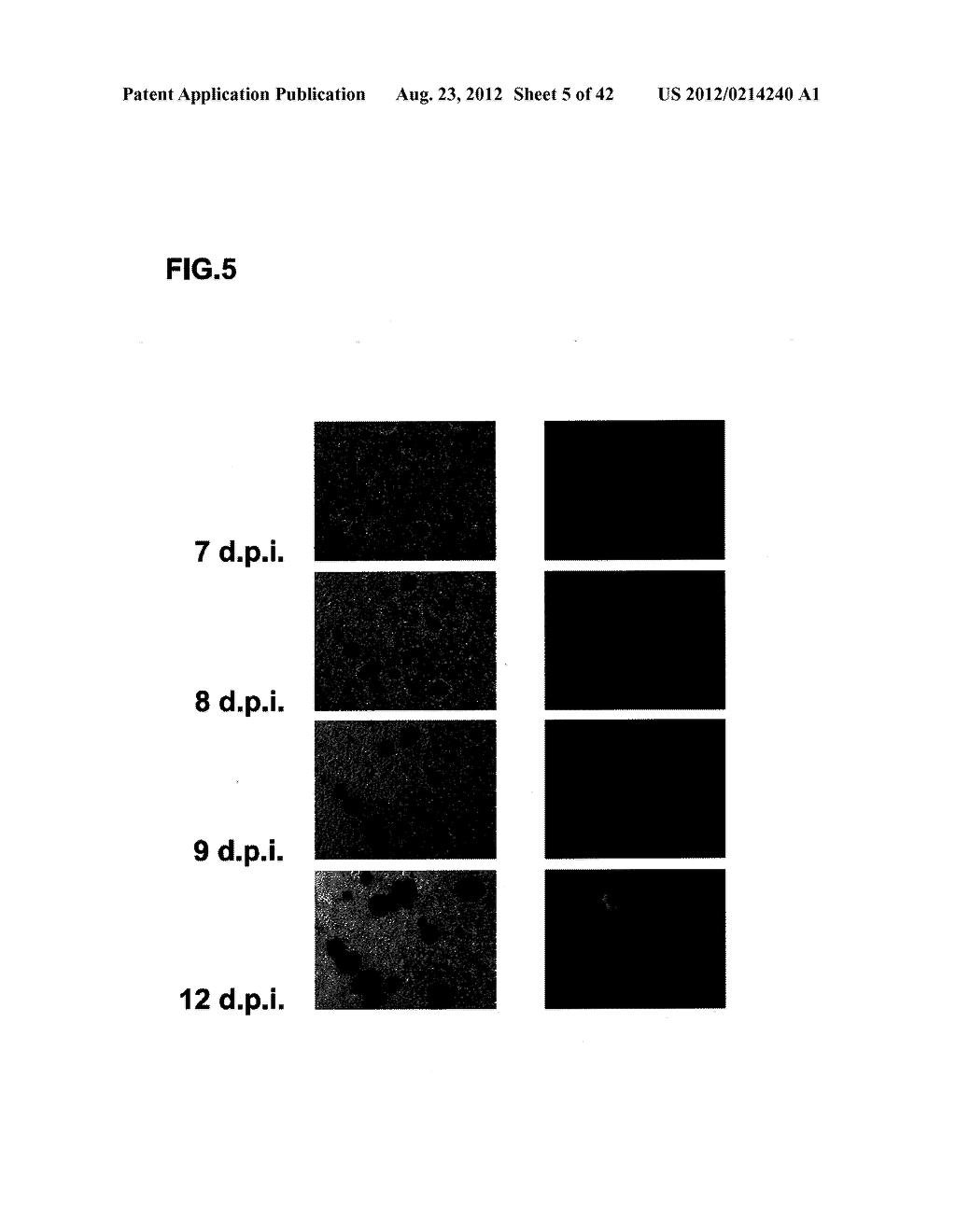 VECTORS FOR GENERATING PLURIPOTENT STEM CELLS AND METHODS OF PRODUCING     PLURIPOTENT STEM CELLS USING THE SAME - diagram, schematic, and image 06