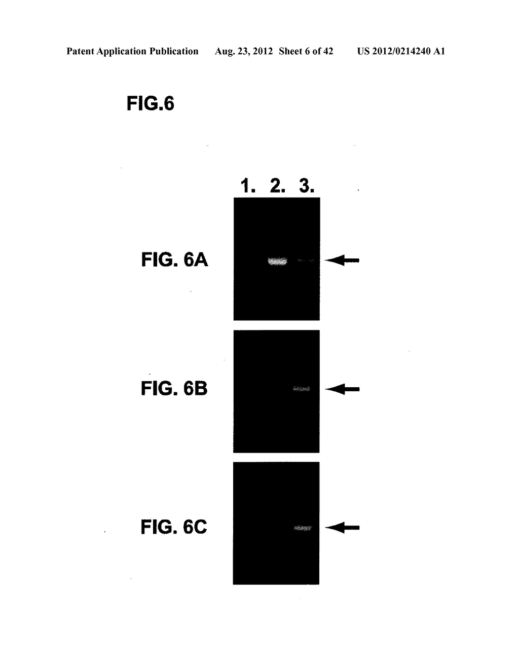 VECTORS FOR GENERATING PLURIPOTENT STEM CELLS AND METHODS OF PRODUCING     PLURIPOTENT STEM CELLS USING THE SAME - diagram, schematic, and image 07