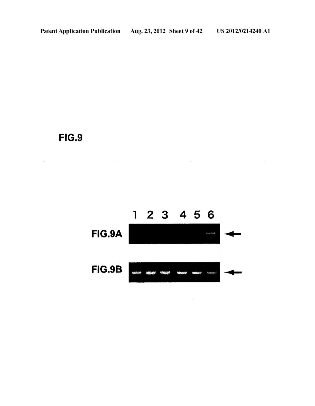 VECTORS FOR GENERATING PLURIPOTENT STEM CELLS AND METHODS OF PRODUCING     PLURIPOTENT STEM CELLS USING THE SAME - diagram, schematic, and image 10