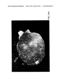 MOLLUSC PROCESSING APPARATUS AND RELATED METHODS diagram and image