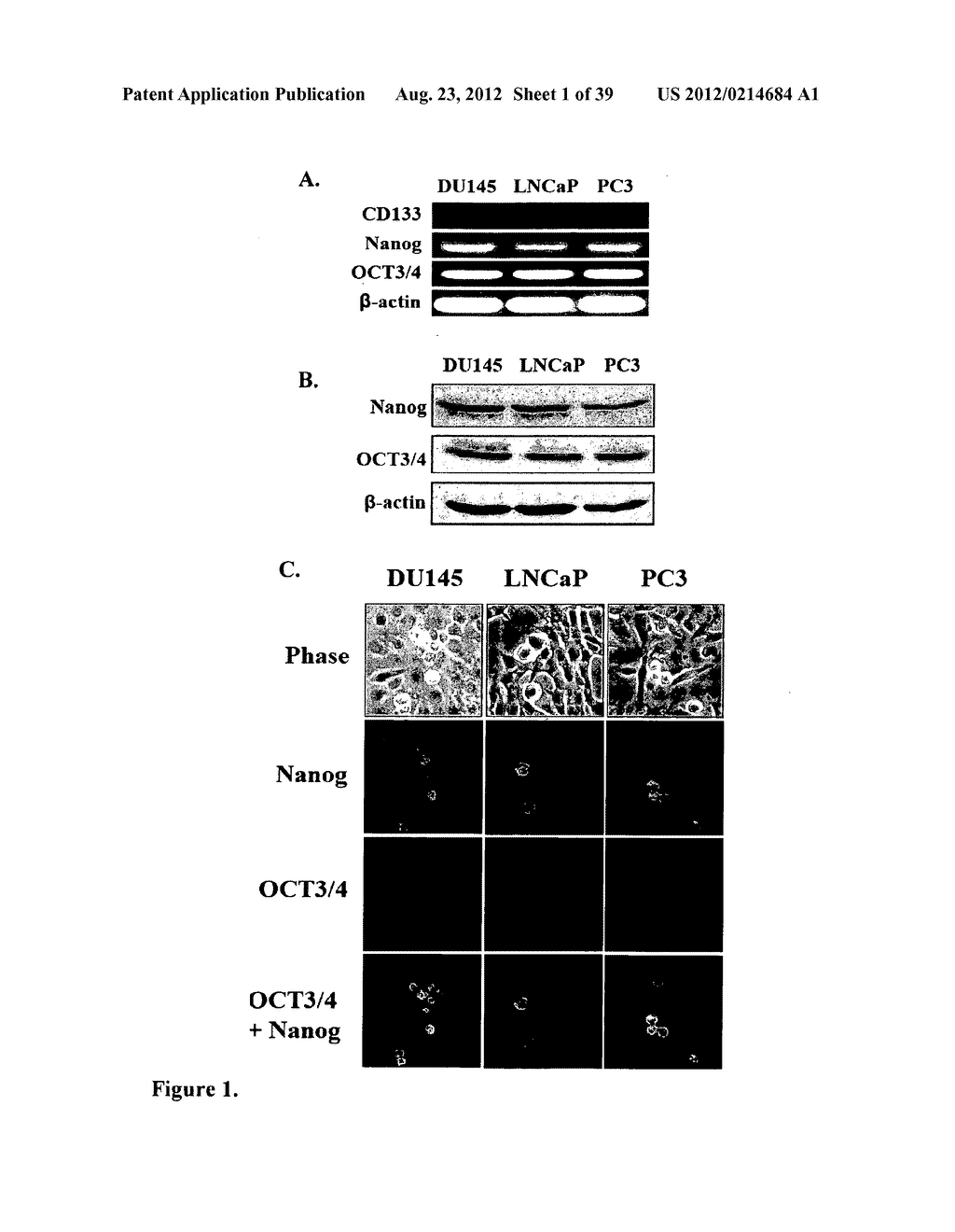 COMPOSITIONS AND METHODS FOR DETECTING AND TREATING PROSTATE CARCINOMA - diagram, schematic, and image 02