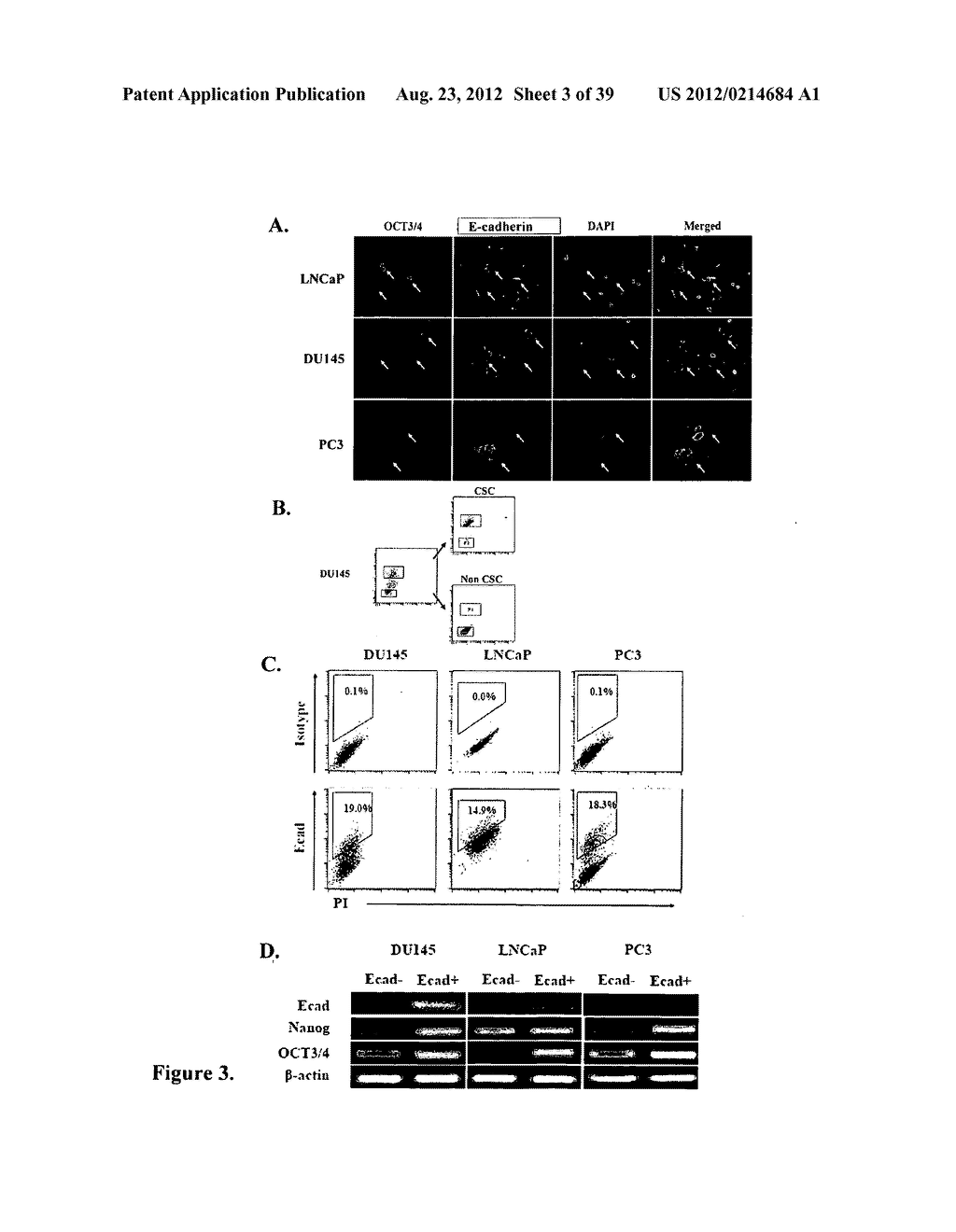 COMPOSITIONS AND METHODS FOR DETECTING AND TREATING PROSTATE CARCINOMA - diagram, schematic, and image 04