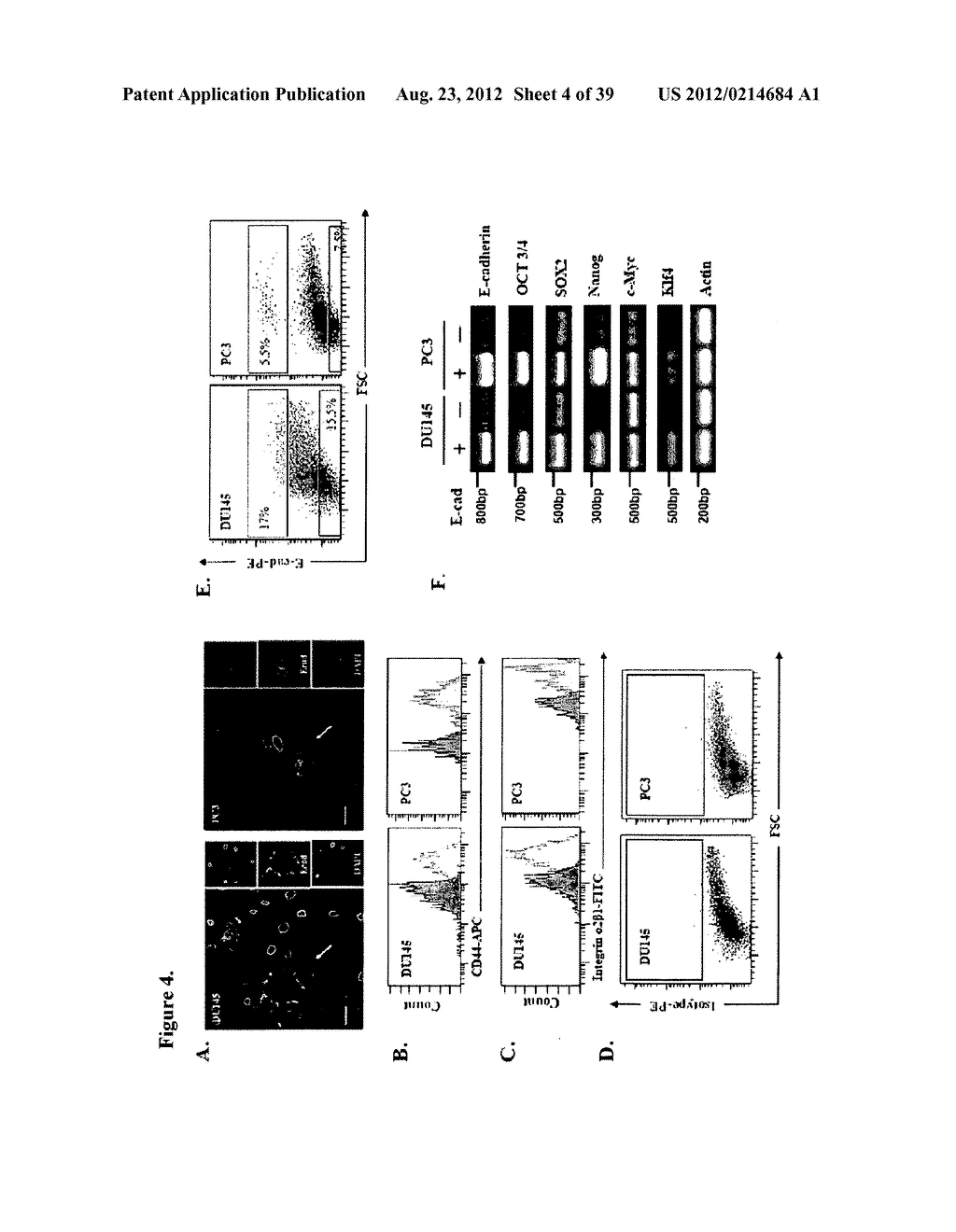 COMPOSITIONS AND METHODS FOR DETECTING AND TREATING PROSTATE CARCINOMA - diagram, schematic, and image 05