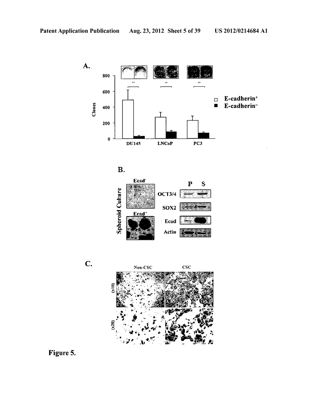 COMPOSITIONS AND METHODS FOR DETECTING AND TREATING PROSTATE CARCINOMA - diagram, schematic, and image 06