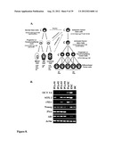 COMPOSITIONS AND METHODS FOR DETECTING AND TREATING PROSTATE CARCINOMA diagram and image