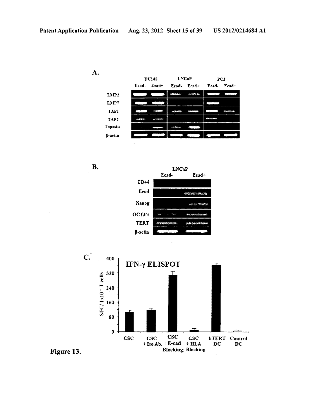 COMPOSITIONS AND METHODS FOR DETECTING AND TREATING PROSTATE CARCINOMA - diagram, schematic, and image 16