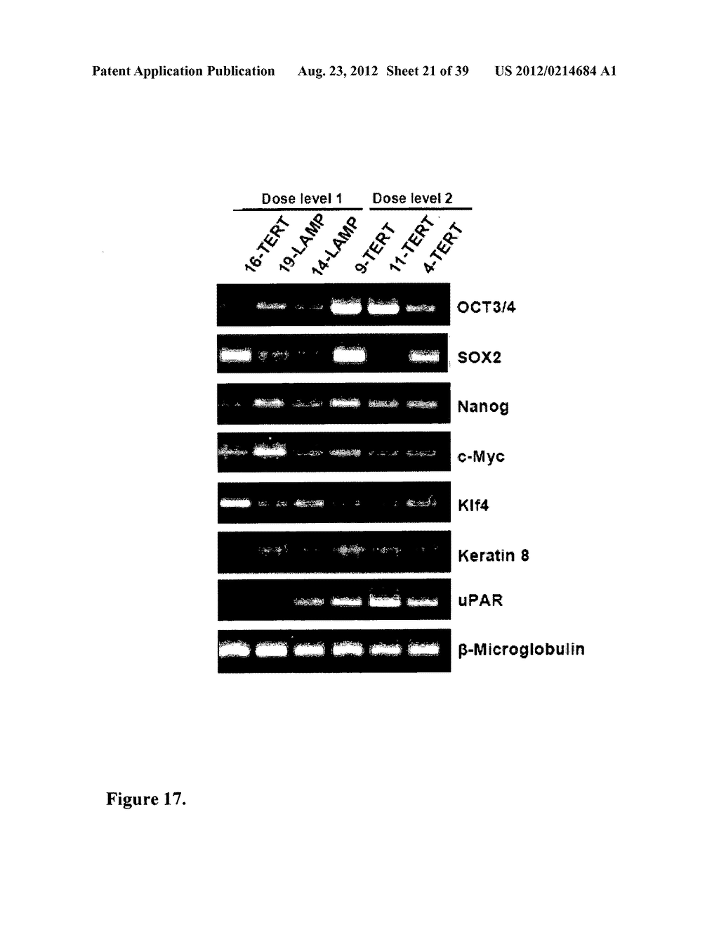 COMPOSITIONS AND METHODS FOR DETECTING AND TREATING PROSTATE CARCINOMA - diagram, schematic, and image 22