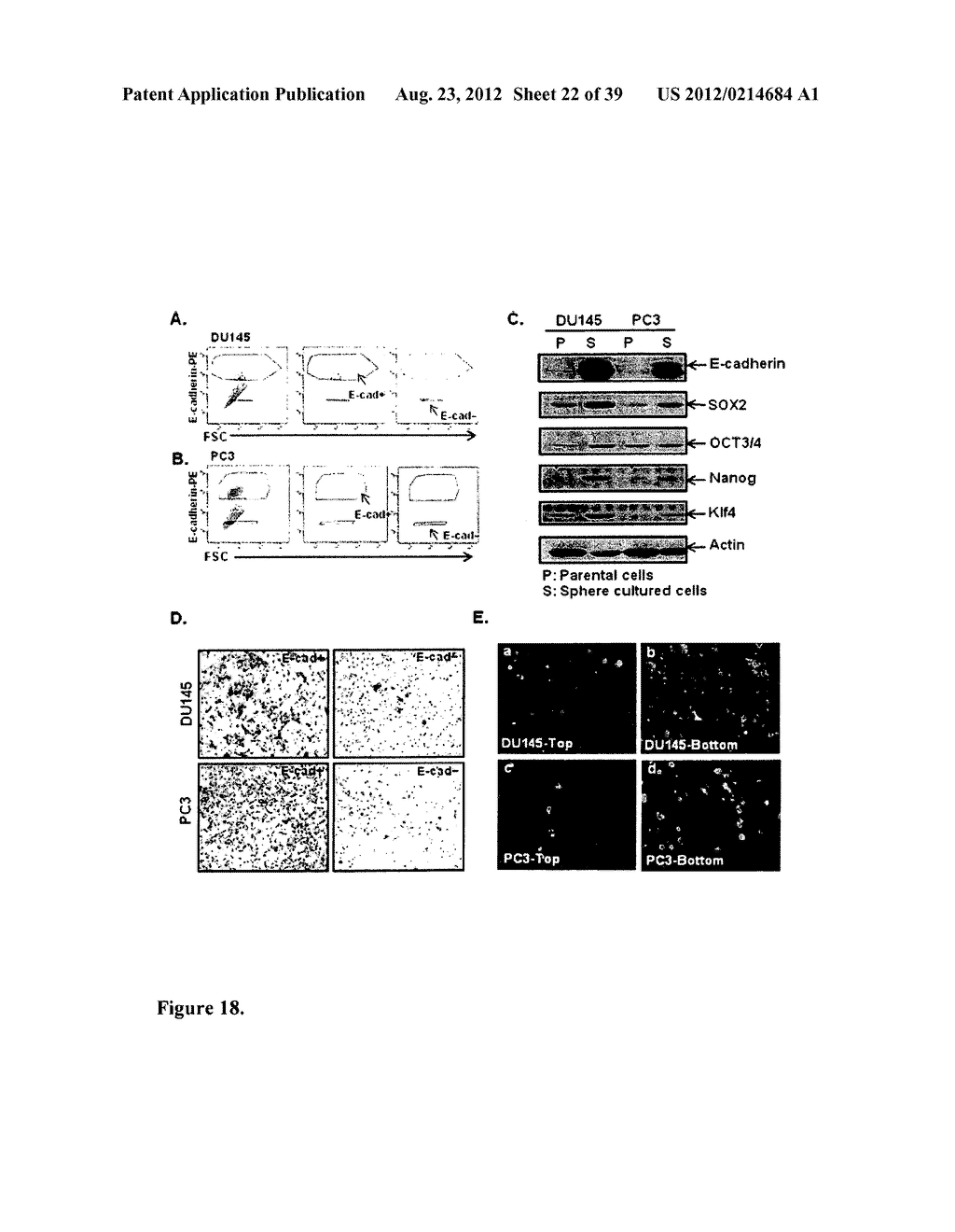 COMPOSITIONS AND METHODS FOR DETECTING AND TREATING PROSTATE CARCINOMA - diagram, schematic, and image 23