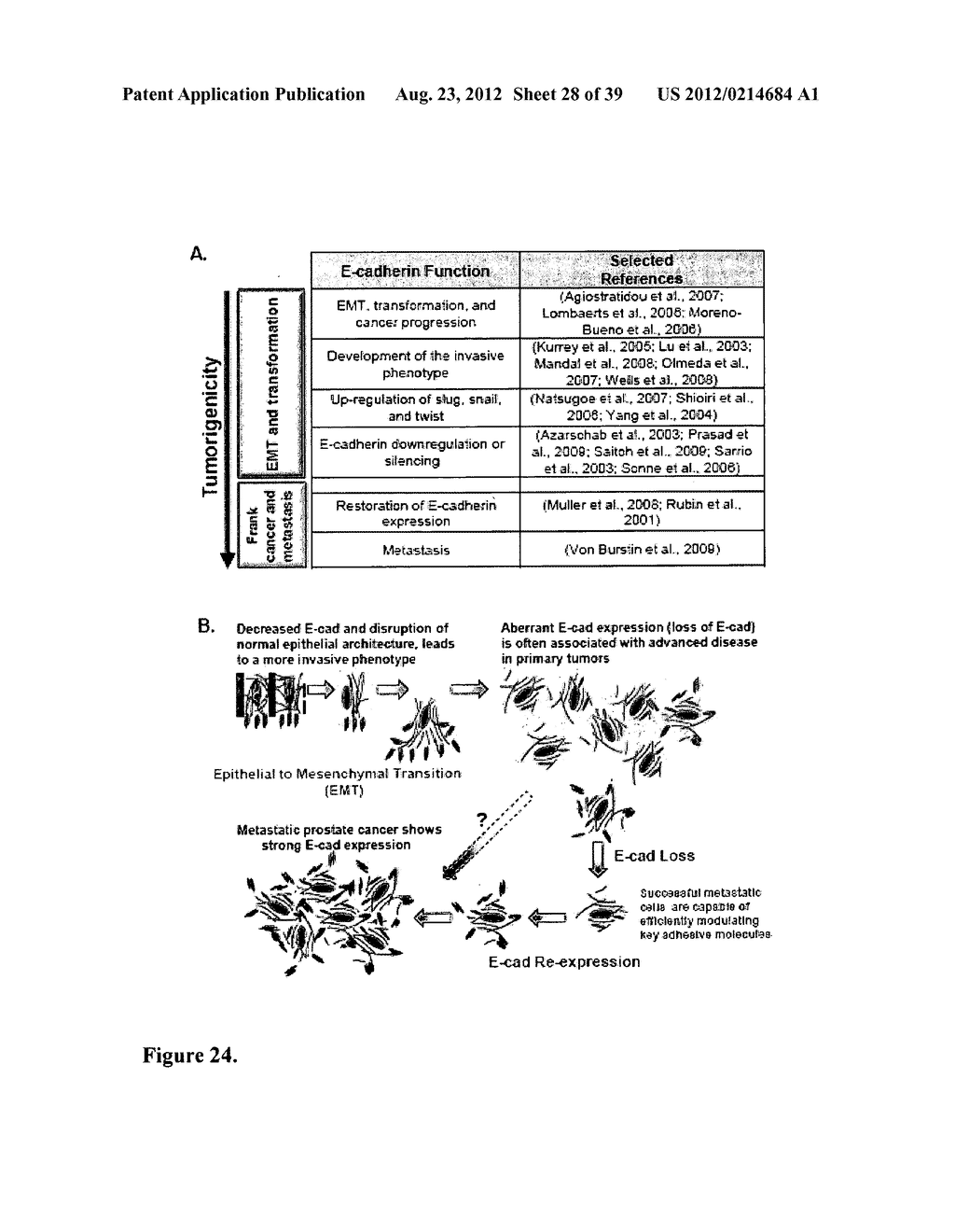 COMPOSITIONS AND METHODS FOR DETECTING AND TREATING PROSTATE CARCINOMA - diagram, schematic, and image 29