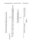 BAFF RECEPTOR (BCMA), AN IMMUNOREGULATORY AGENT diagram and image