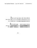 Methods for Diagnosing Stomach Cancer Using MicroRNA Signatures diagram and image