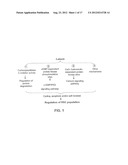 EX VIVO AND IN VIVO METHODS AND RELATED COMPOSITIONS FOR REGENERATING     HEMATOPOIETIC STEM CELL POPULATIONS diagram and image