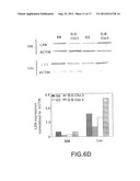 EX VIVO AND IN VIVO METHODS AND RELATED COMPOSITIONS FOR REGENERATING     HEMATOPOIETIC STEM CELL POPULATIONS diagram and image