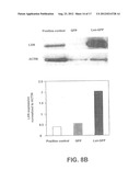 EX VIVO AND IN VIVO METHODS AND RELATED COMPOSITIONS FOR REGENERATING     HEMATOPOIETIC STEM CELL POPULATIONS diagram and image