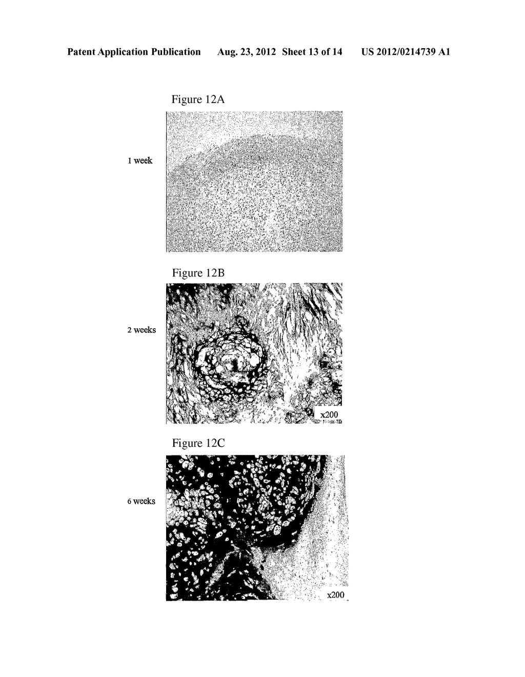 FGF VARIANTS AND METHODS FOR USE THEREOF - diagram, schematic, and image 14