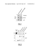 POLYPEPTIDES AND NUCLEIC ACIDS FOR TREATING ERBB2-DEPENDENT CANCERS diagram and image