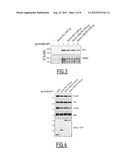 POLYPEPTIDES AND NUCLEIC ACIDS FOR TREATING ERBB2-DEPENDENT CANCERS diagram and image