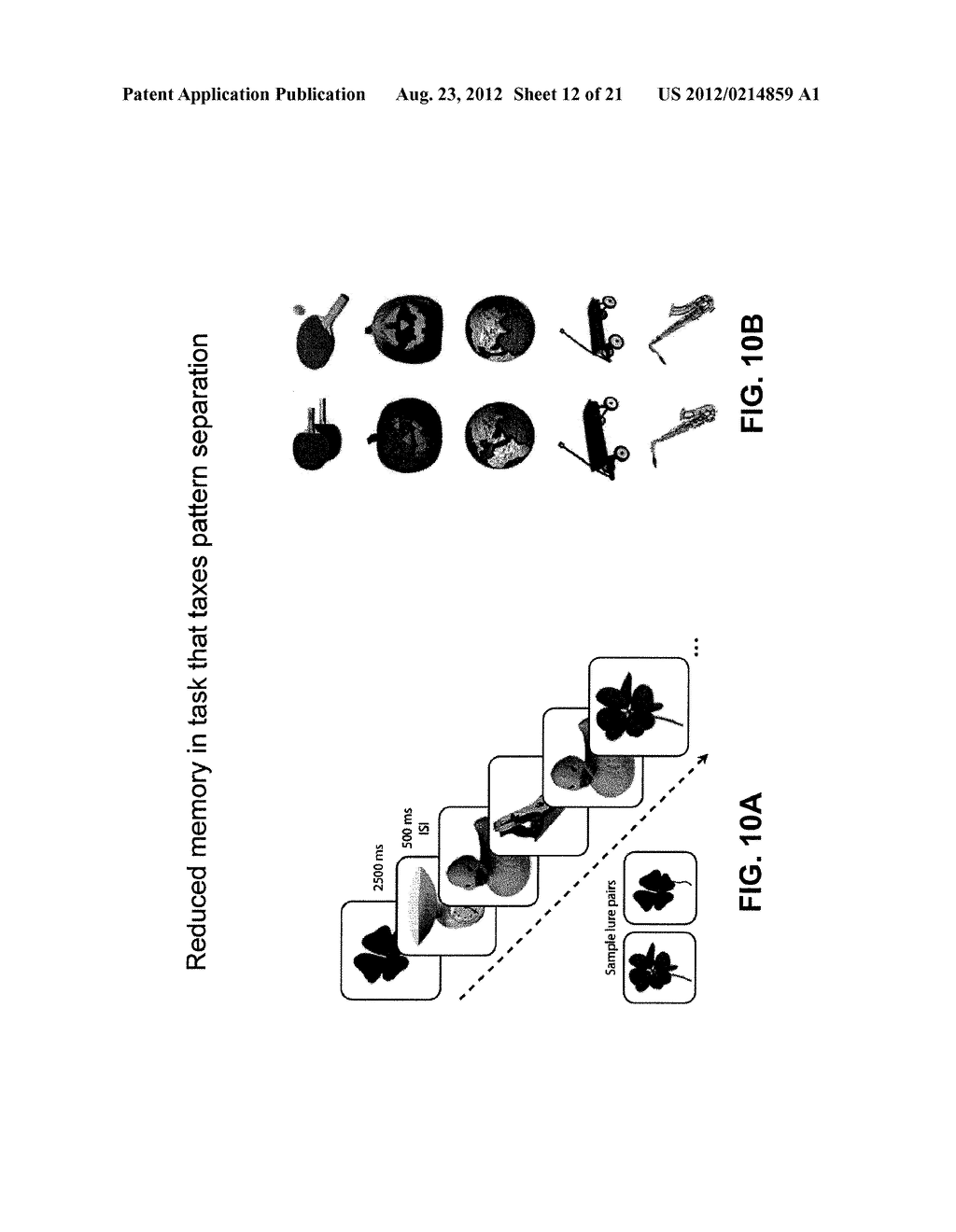 METHODS AND COMPOSITIONS FOR IMPROVING COGNITIVE FUNCTION - diagram, schematic, and image 13