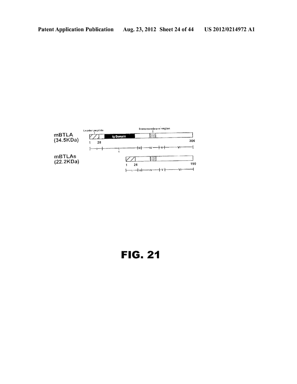 COMPOSITIONS AND METHODS FOR MODULATING LYMPHOCYTE ACTIVITY - diagram, schematic, and image 25