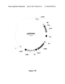 SYNTHESIS OF LONG-CHAIN POLYUNSATURATED FATTY ACIDS BY RECOMBINANT CELLS diagram and image