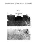 CELLULOSE-BASED NANOPARTICLES FOR DRUG DELIVERY diagram and image