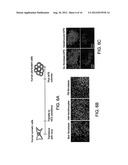 COMPOSITIONS AND METHODS OF GENERATING REPROGRAMMED ADIPOCYTE CELLS AND     METHODS OF USE THEREFORE diagram and image