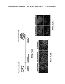 COMPOSITIONS AND METHODS OF GENERATING REPROGRAMMED ADIPOCYTE CELLS AND     METHODS OF USE THEREFORE diagram and image