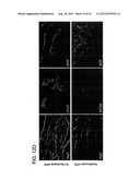 COMPOSITIONS AND METHODS OF GENERATING REPROGRAMMED ADIPOCYTE CELLS AND     METHODS OF USE THEREFORE diagram and image